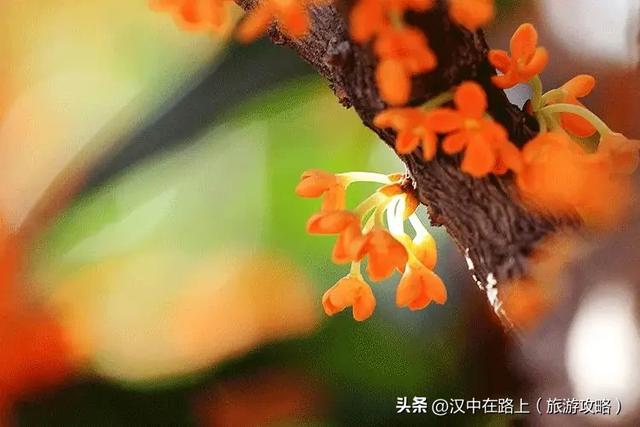 秋雨落汉中，桂香漫全城（最佳赏桂打卡点推荐）
