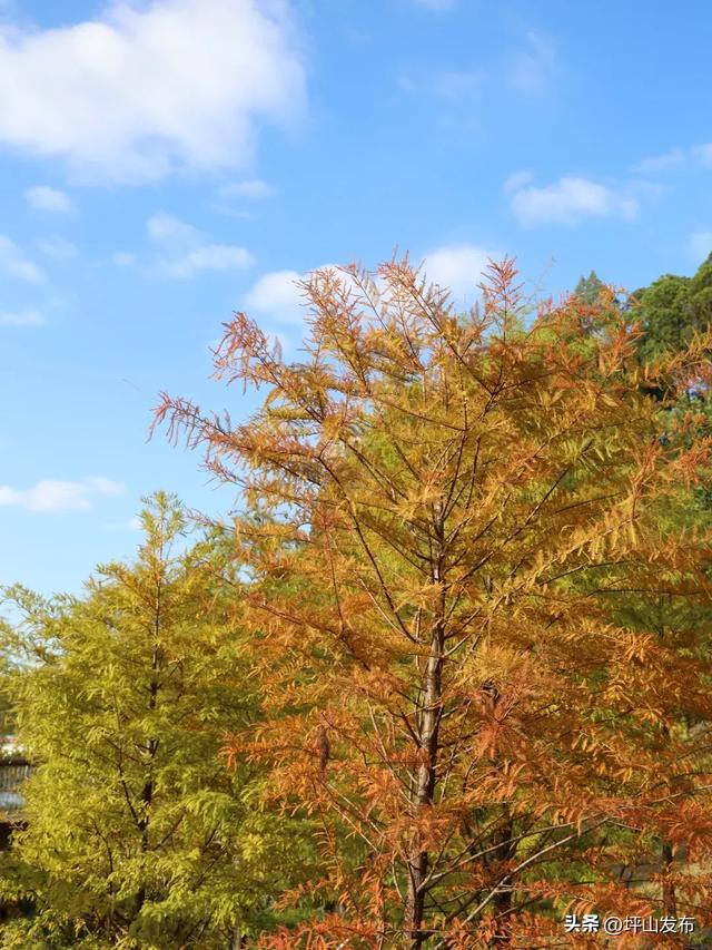 看完你的 看你的，坪山这片格桑花海承包你的秋日治愈感！