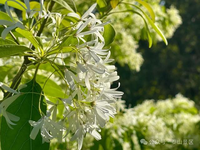 泰山中天门：春末夏初的绮梦之境