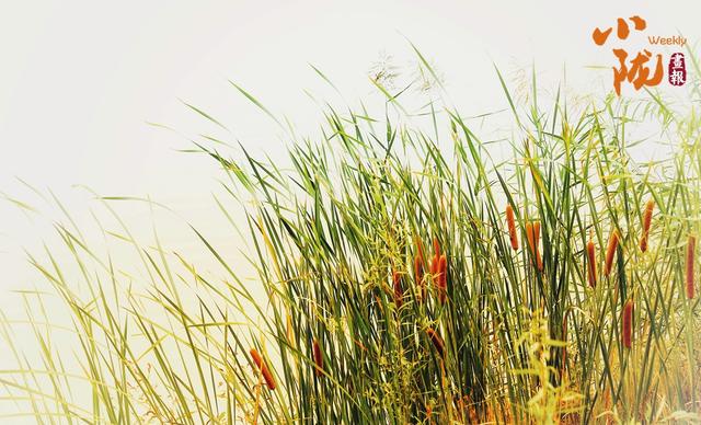 【小陇画报·429期】永靖秋韵：黄河之畔的诗意画卷