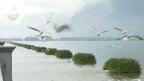 观鸥赏杏，冬天就要这么惬意！这些活动都排到明年了……