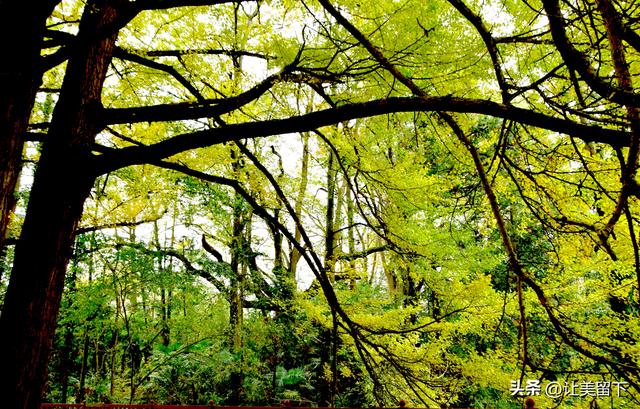 贵州贵阳乌当区百宜镇拐吉村的银杏树叶梯次金黄