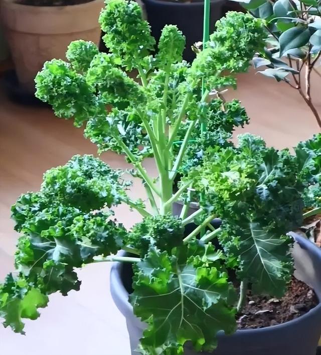 3年只养4棵菜，根本吃不完”，女子分享“种菜新思路”：太值了