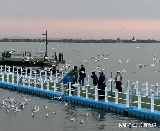 秋日限定 快来南海和“鸥气”撞个满怀！