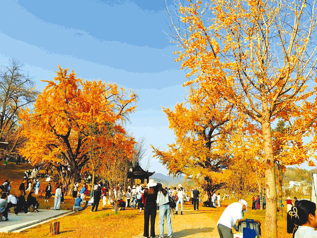 美上央视！随州秋日顶流爆火的背后