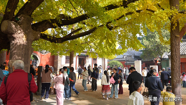 首日突破10000人！浮来山银杏季从从容容花式“宠客”！