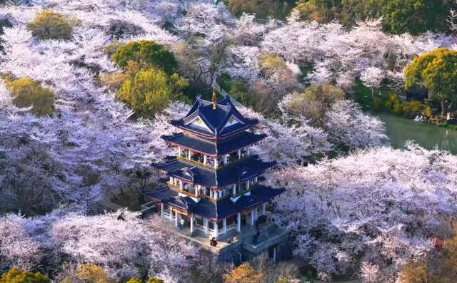 3月国内赏樱天花板！“世界三大赏樱胜地”之一，3万多株盛放