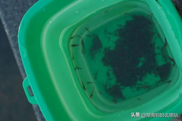 长沙人有自己的“东方明珠”？初秋，带娃往高处去！