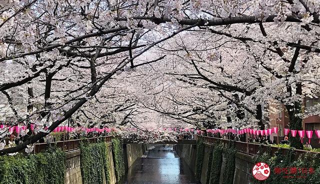 奈良县的代表动物不是鹿？日本47都道府县「县花・县动物」图鉴