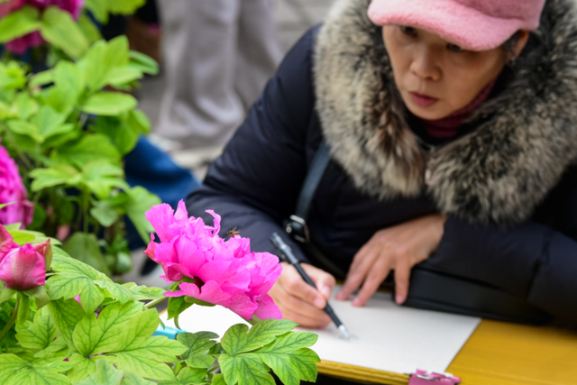 冬日晴好，九龙花木太出片了！