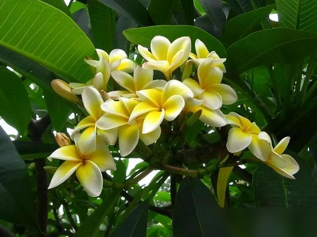 “家养6种花，不富还败家”，平常养的这些花，原来都“不吉利”