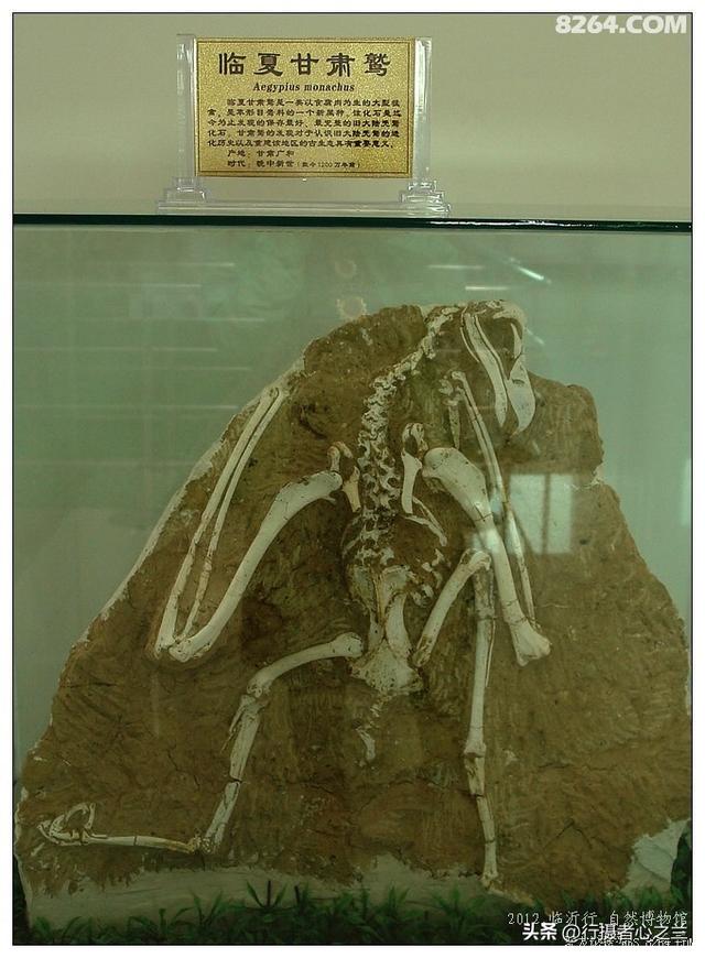 山东行游影记（27）—平邑天宇自然博物馆（二）