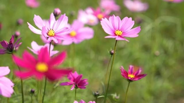 中山这片粉色花海，开了！