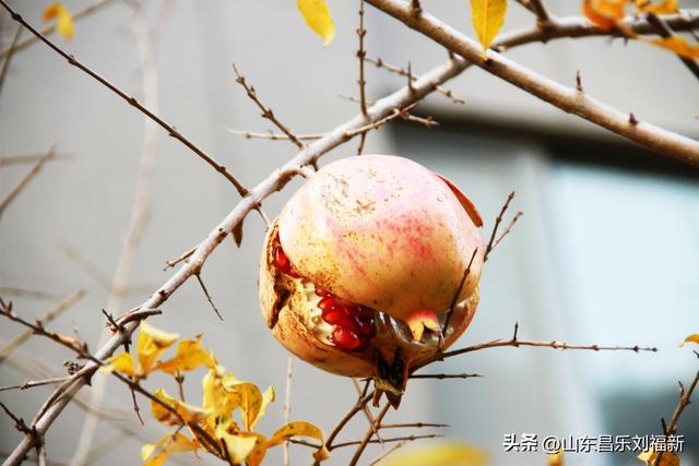 携老伴虹桥花园赏菊（上）
