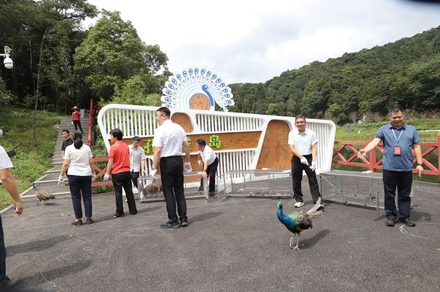 来从化，赴一场花海与音乐的约会！石门国家森林公园首届花海音乐启幕