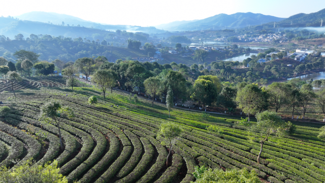 跟着赛事去旅行 | 骑到普洱思茅才知道 茶+咖=我的多巴胺双倍风暴