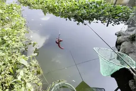 春天用蚯蚓很难钓到鱼？懂得这4个垂钓技巧，渔获不会比别人少图片
