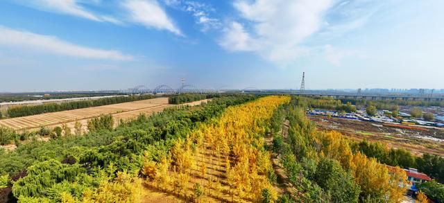 一场黄河畔的冬约 就在沿黄九美银杏林