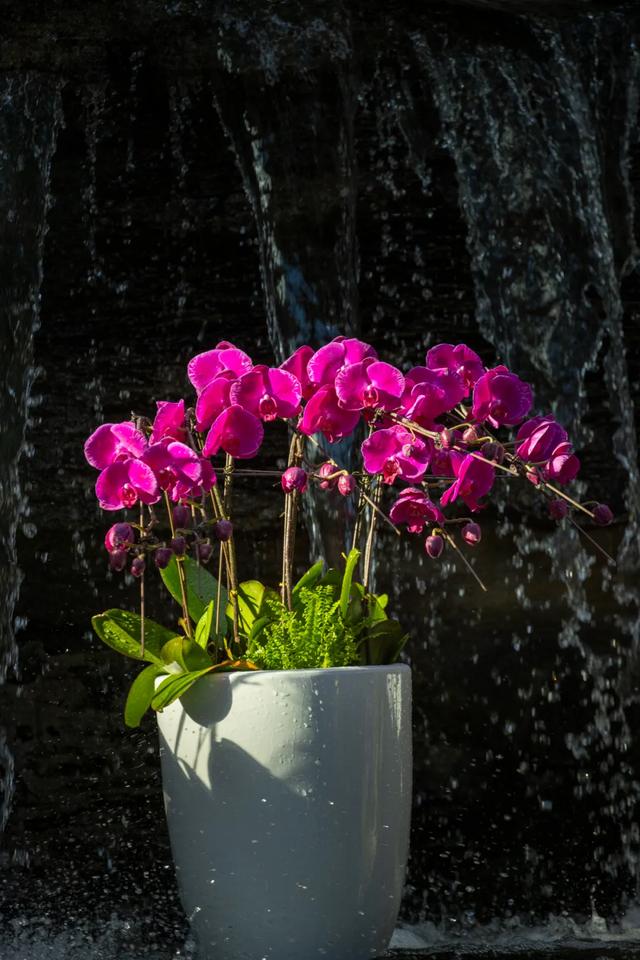 以花之名，邂逅满园春色