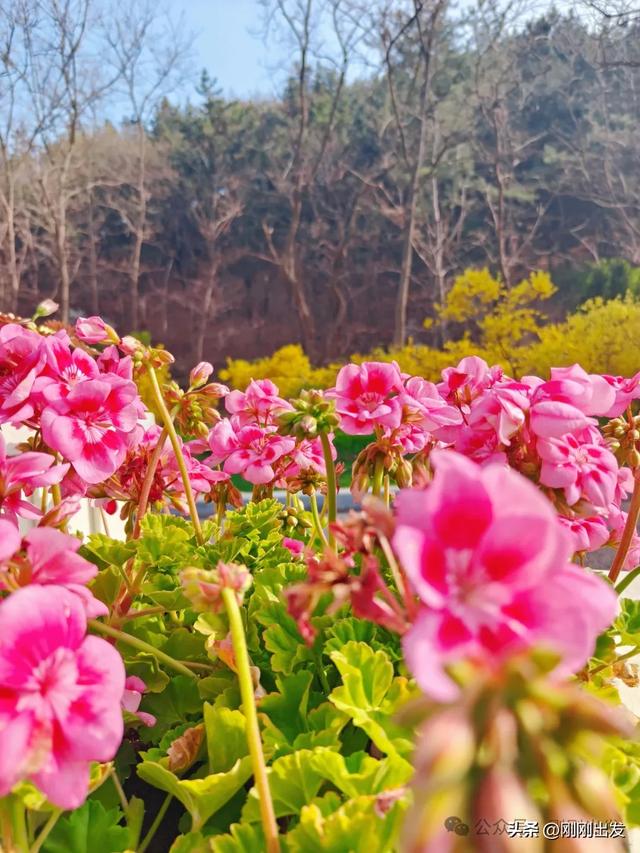 大连发现一片免费郁金香，开得太美了