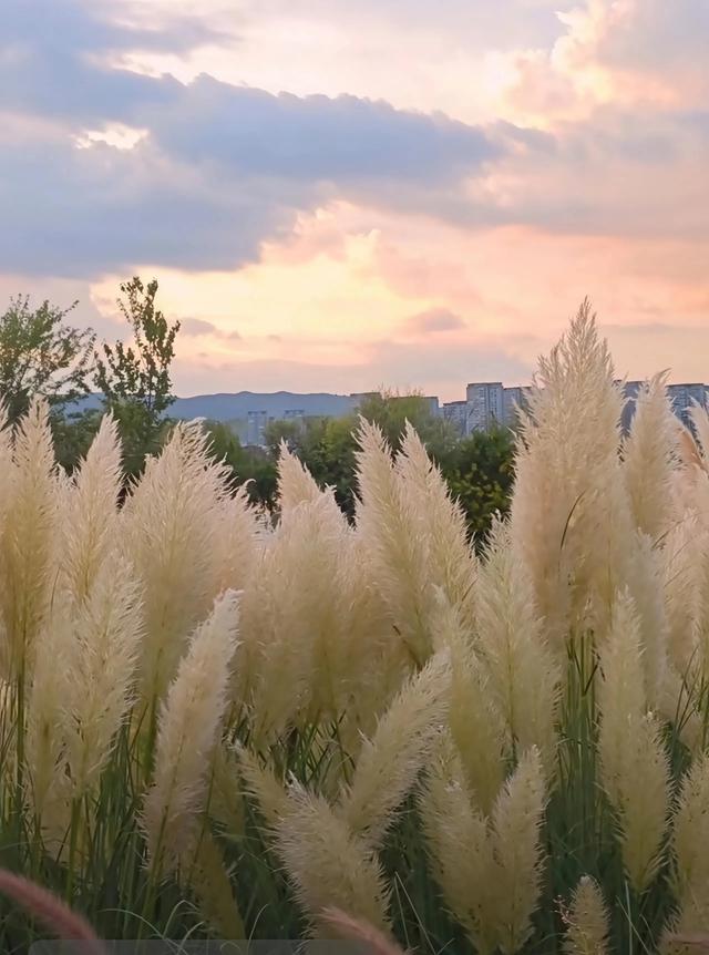 昆明草海隧道公园陷入彩霞般的芦苇海，一年最美的风景来啦