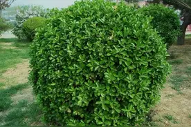 黄杨品种有哪些？黄杨树的寓意和象征风水是什么？图片