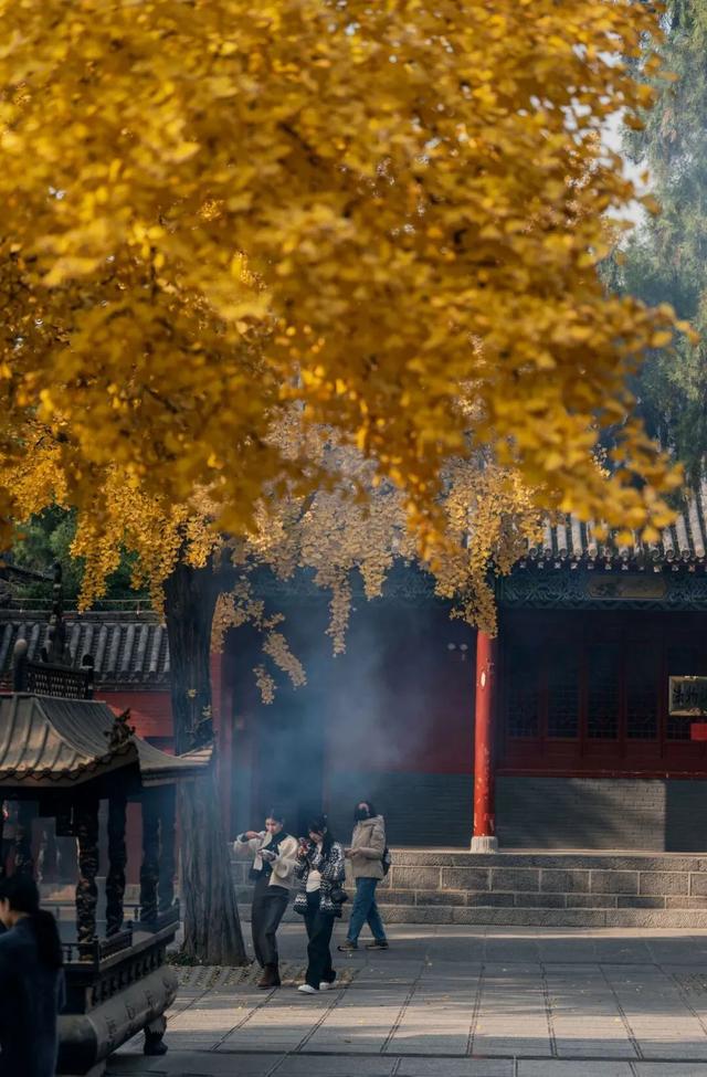 太期待了！接下来的洛阳，是这样的...