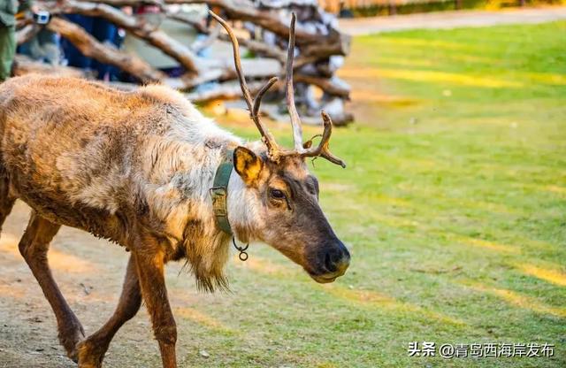 又美又可爱的西海岸！总要来一次！