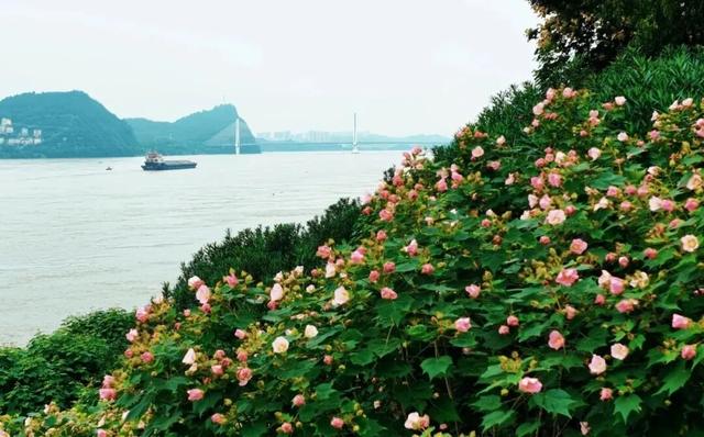 宜昌最被低估的秋景，一眼封神