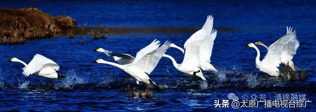 汾河清徐段变美啦，天鹅都赶着来“打卡”