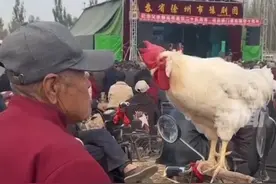 大爷看戏时带了一只公鸡图片