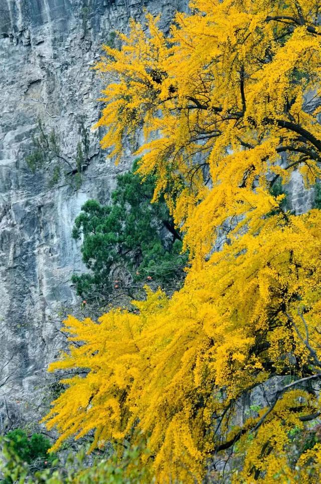 生为山东「银」，何其有「杏」！