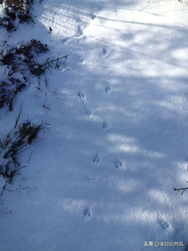 雪后初霁登顶嵯峨山，走荒野雪原，看千年悟空塔，感受历史的烟云