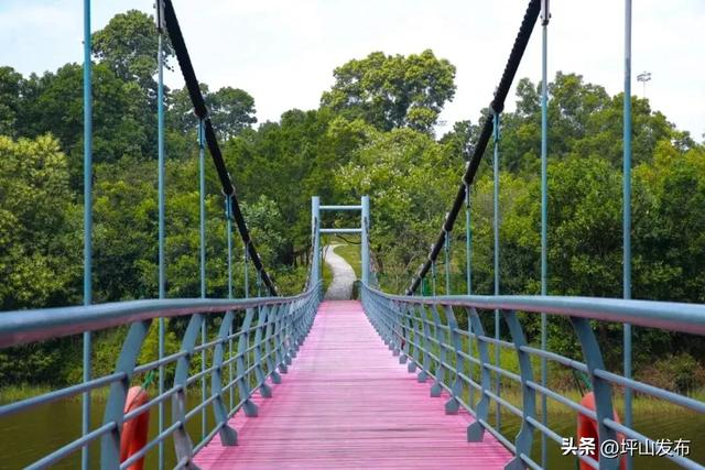 看完你的 看你的，坪山这片格桑花海承包你的秋日治愈感！