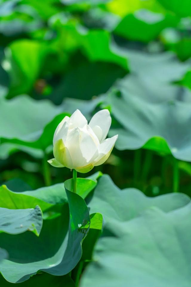 藕花深处棹歌远，江汉夏日荷风集
