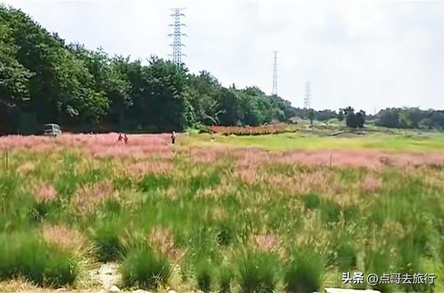 免费！成都最大面积粉黛草花海，粉色浪漫让人惊叹，地铁公交直达