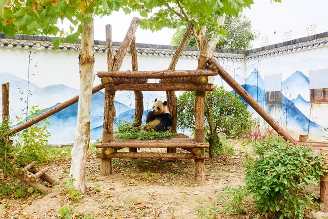 宿州野生动物园，从丛林之王到水上舞者，假日亲子研学游的好去处