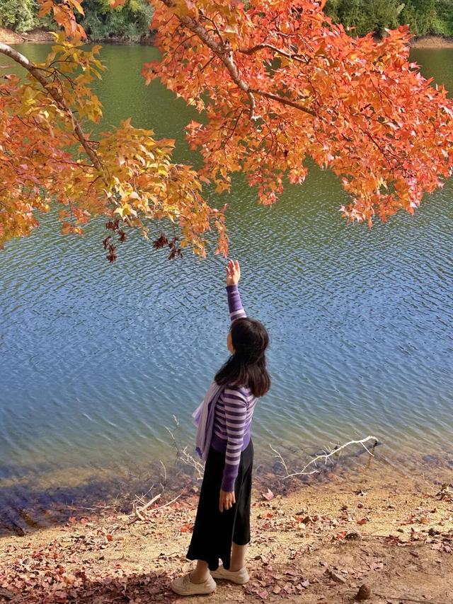 如画上犹，“枫”景独好！