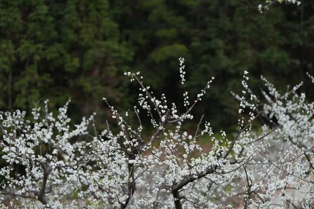 官宣：盛花期已到！武平封侯千亩李花基地美成仙境！高清实拍——