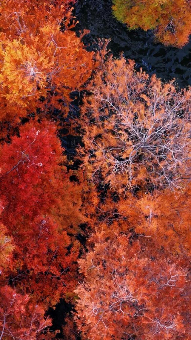 洱海水杉，每天勾我100次