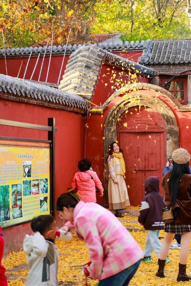 泰山普照寺，那最后的一树金黄