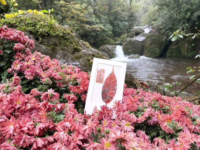 最佳观赏期！雅安的红叶彩林“封神”啦！