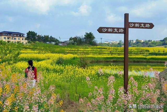 西彭新民村：万亩金浪入画来，重庆藏着个金色童话