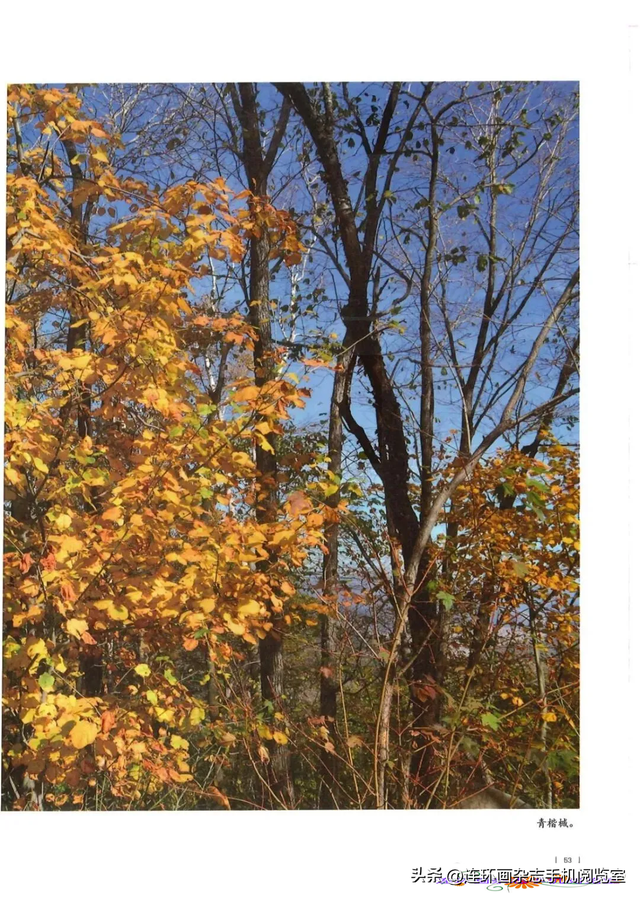 《青山草木》页选03