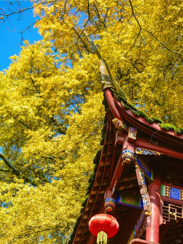 窝趣，雅安的秋天长这样？这我是真喜欢！