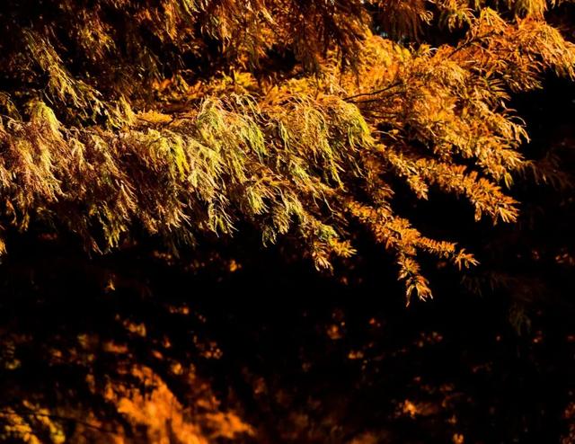 超出片！在这里一键解锁限定杉色