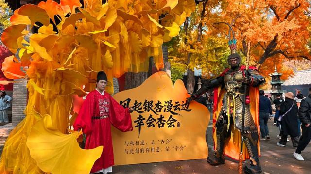 济南的这些千年银杏树美得正当时，最后“黄金期”快去打卡！