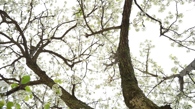 云安高村：百亩梨花盛放 金山美景如画