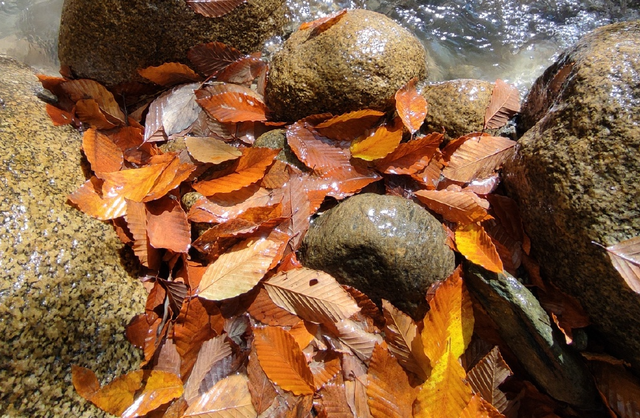 绝美秋天！重阳节广元唐家河红叶美得让人窒息，别错过哦！