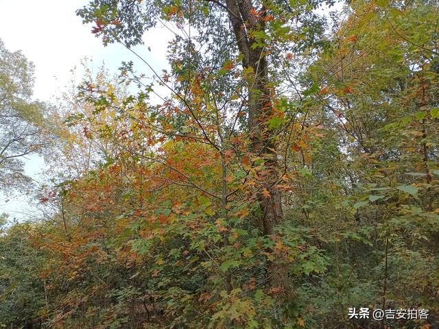 美丽吉安之安福：蒙岗岭公园初冬风光欣赏